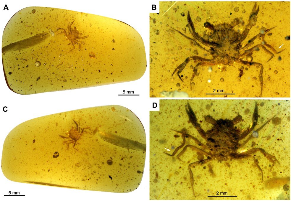 Cientistas encontram caranguejo preservado em âmbar que viveu na era dos dinossauros