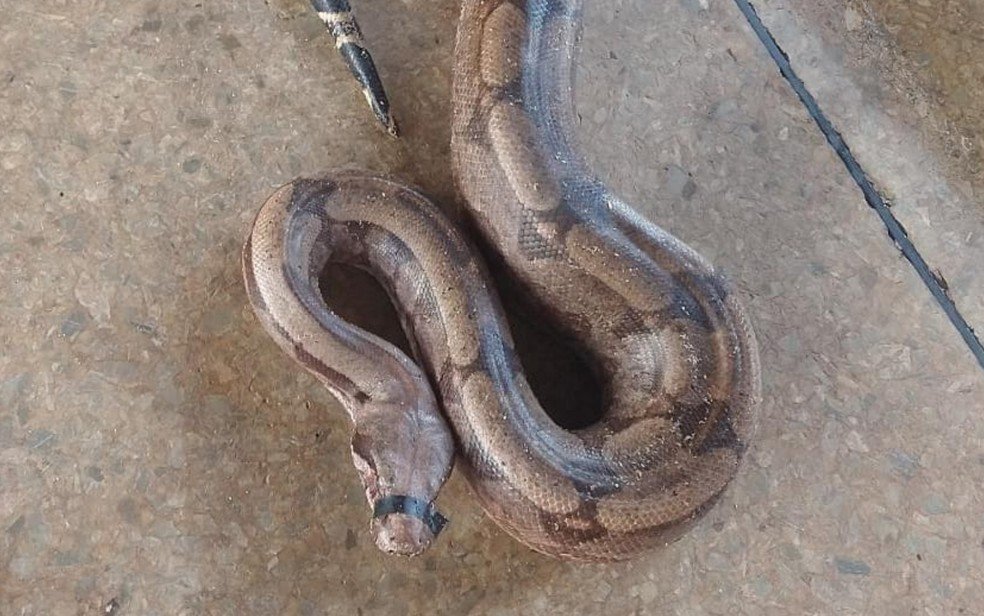 Morador resgata cobra, passa fita isolante na boca dela e a deixa em base do Samu, em Águas Lindas de Goiás.