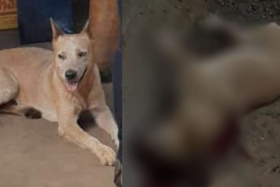 STJ mantém preso advogado que matou cachorro a tiros em Iporá