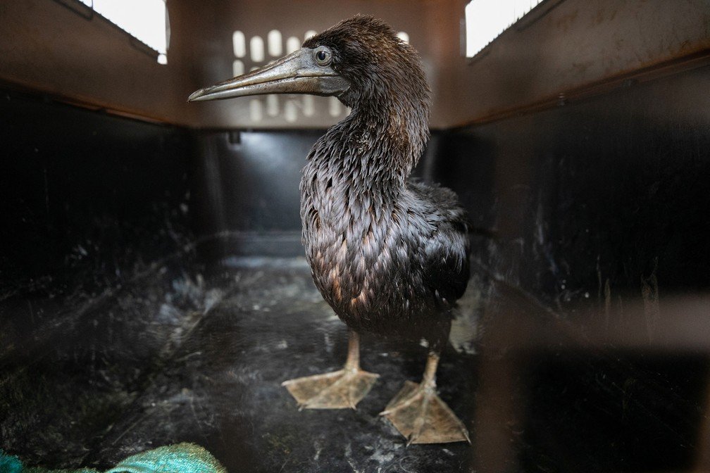 Após tsunami, vazamento de petróleo no Peru atinge aves ameaçadas de extinção