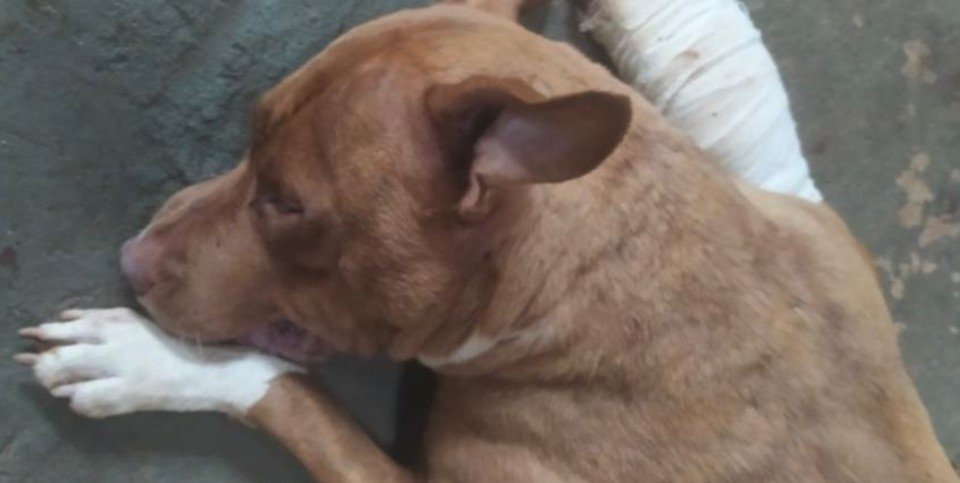 Homem mata pitbull com golpes de martelo durante briga de cães, em Anápolis