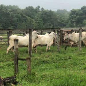 Ponto Focal Rural evita furto de gado em Iporá