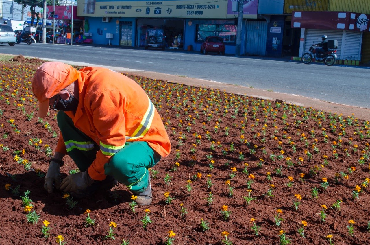 Prefeitura de Goiânia inicia plantio de mais 60 mil mudas ornamentais em canteiros de ruas e praças