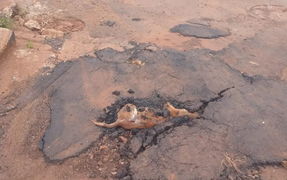 Morador denuncia que taparam buraco no asfalto com cachorro dentro, em Itumbiara: ‘Revoltante’