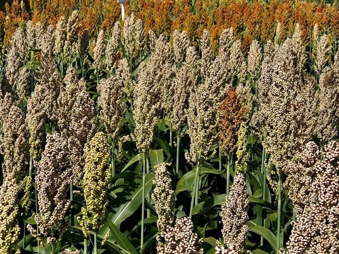 Cada vez mais estratégica, produção de sorgo é destaque em Goiás