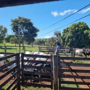 Operação Escambo prende suspeito de furto de gado; autor também arrendou pasto sem autorização da vítima